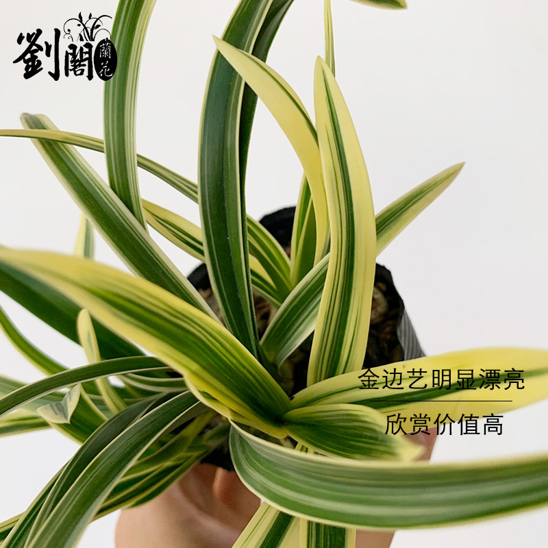 刘阁兰花苗 建兰迷你盆景金满堂 叶带金边艺好养精致桌面盆栽花卉