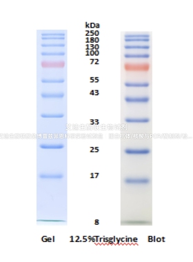 Bioworld 预染蛋白Marker 8~250 kDa、10~180 kDa、10-200 kDa
