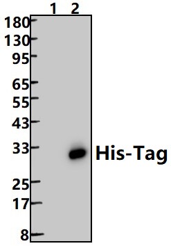 Bioworld标签 His标签小鼠单克隆抗体/His标签小鼠单克隆抗体-HRP