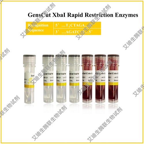 GensCut XbaI 快速限制性内切酶，共用一种缓冲体系,极低星号活性