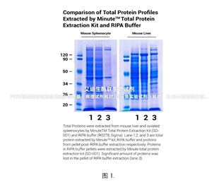 Invent ® RIPA裂解液 用于从哺乳动物细胞和组织中提取蛋白质