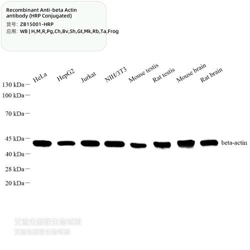 重组抗-β肌动蛋白抗体,HRP标记直标内参,无需加二抗,直接ECL显色