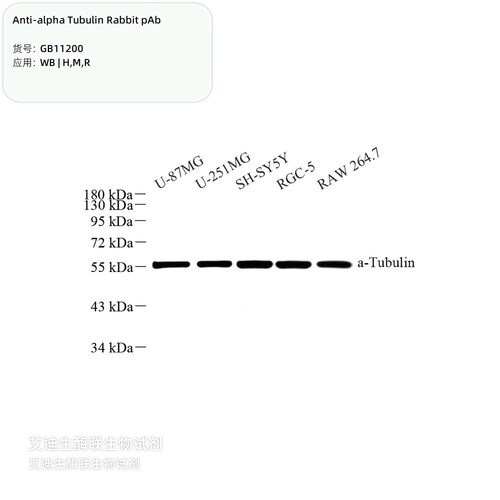 微管蛋白α-1A链,Anti-alpha Tubulin Rabbit pAb,一抗,内参抗体
