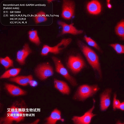 甘油醛-3-磷酸脱氢酶,内参抗体,一抗, 重组抗-GAPDH Ab (兔 mAb）