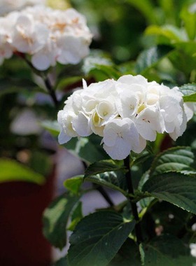 海蒂的花园 黑金刚白色大花绣球新品分枝好阳台庭院盆栽花卉植物
