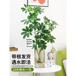 水培鸭脚木绿植盆栽室内八方来财七叶莲办公室桌面水养花卉吸甲醛