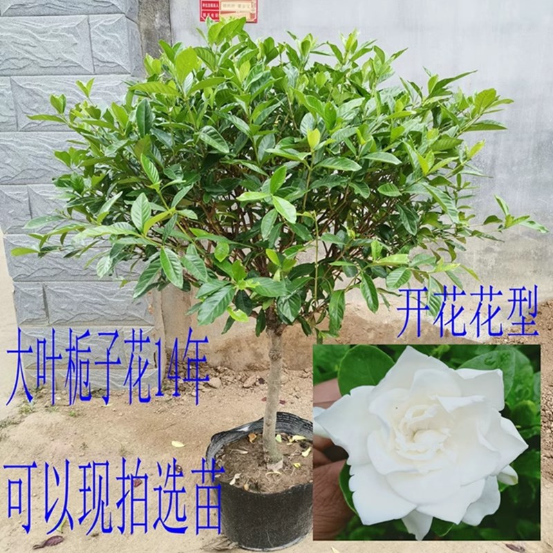 栀子花苗室内阳台盆栽独杆庭院四季开花浓香大小叶牡丹栀子花树苗