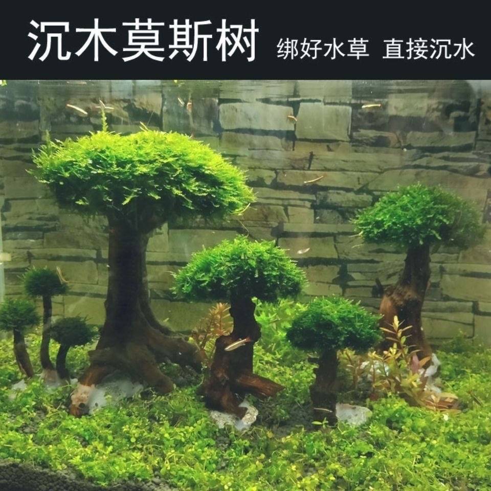 莫斯树成品生态鱼缸造景水草真草缸植物活莫斯装饰套餐迎客松