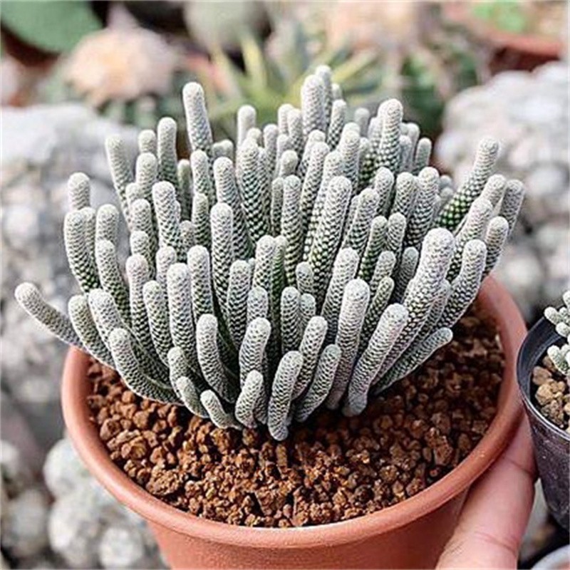 迷你牧师仙人柱多肉植物仙人掌盆栽室内仙人球小人柱多头奇趣稀有