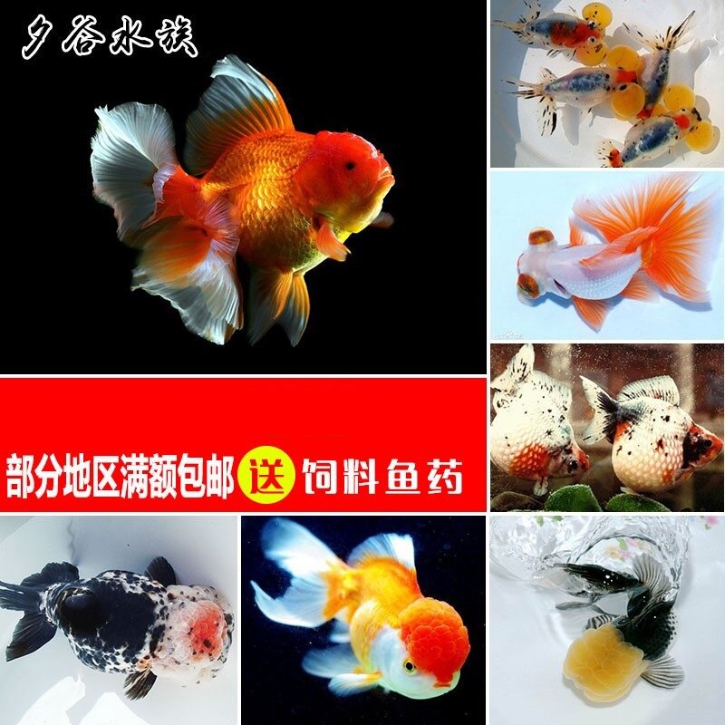 国粹金鱼冷水观赏鱼兰寿虎头蝶尾鹤顶红珍珠锦鲤鱼苗包活