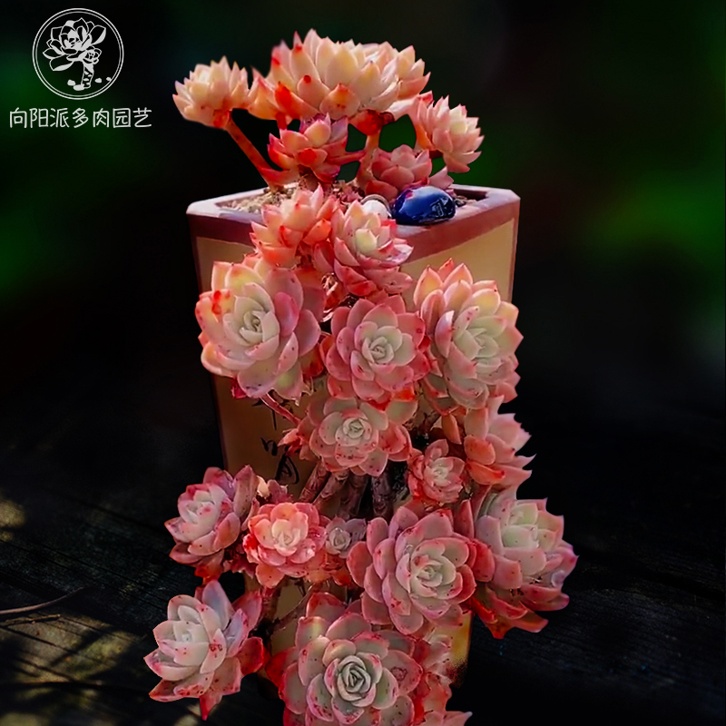 丝绸面纱红鹤多肉植物老桩群生一物一拍悬崖桩向阳派多肉园艺