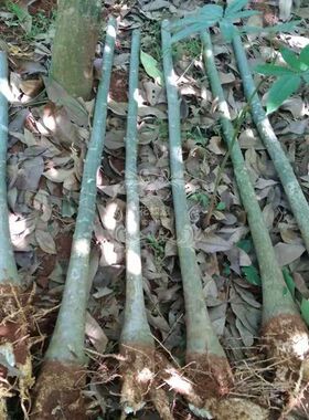 大发财树单杆独杆发财树苗树头树桩客厅前台办公室内大型盆栽绿植