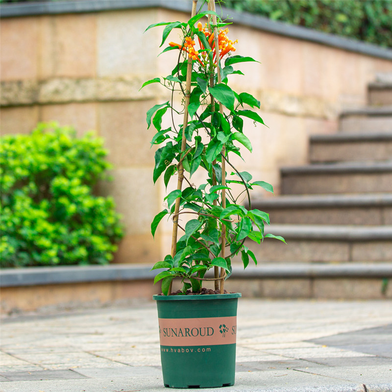 炮仗花盆栽四季常青庭院阳台爬藤开花植物爬墙攀爬花卉老桩带花苞