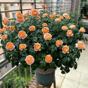 果汁陽臺月季 開花抗病性 花苗盆栽玫瑰花卉庭院陽臺植物濃香四V季