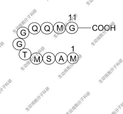 APExBIO T7 Tag Peptide/T7标签肽,即MASMTGGQQMG肽 标记检测蛋白