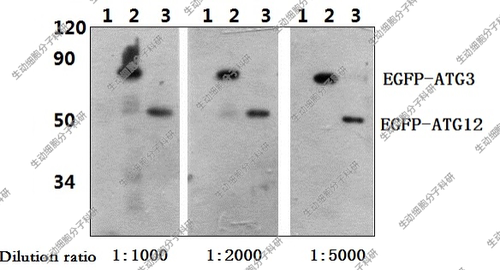 Bioworld标签抗体GFP-tag(3A10)单抗-HRP/单抗/多克隆抗体GFP单抗