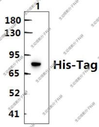 Bioworld标签抗体His-tag pAb/(4C2)mAb,His-Tag小鼠mAb/mAb-HRP