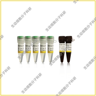 GS AntiQ qPCR探针母液混合物 适用DNA/cDNA/λDNA探针法荧光定量