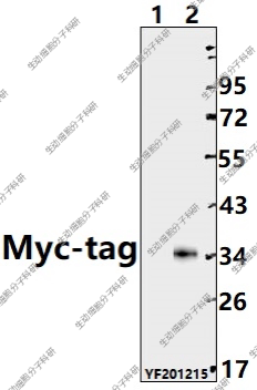 Bioworld标签抗体Myc-tag mAb/(5D10)/(19C2)mAb小鼠mAb/-HRP单抗