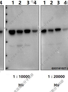 Bioworld内参抗体,微管蛋白β(4D9)单克隆抗体-HRP,WB/IHC/IF/IP