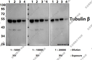 Bioworld内参抗体,微管蛋白β(4D9)单克隆抗体-HRP,WB/IHC/IF/IP