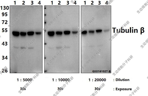 Bioworld内参抗体,微管蛋白β(4D9)单克隆抗体-HRP,WB/IHC/IF/IP