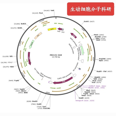 植物/动物/真菌/细菌载体，pBI121-gus，超表达，GUS，低拷贝
