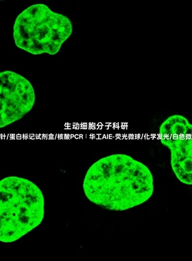 AIE细胞核绿色探针，可以特异性标记多种固定细胞的细胞核结构