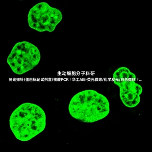 AIE细胞核绿色探针，可以特异性标记多种固定细胞的细胞核结构