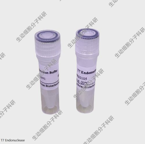 BOLAZ T7 Endonuclease I (10U/μL),T7内切酶 I，1KU识别切割DNA