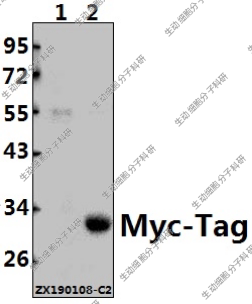 Bioworld标签抗体Myc-Tag pAb多抗Myc-Tag polyclonal antibody
