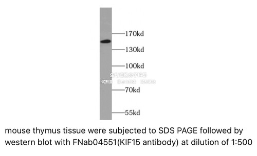 FineTest未标记一抗KIF15 antibody 抗体 适用ELISA,WB,IHC,IF,IP