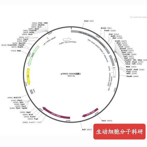 pTRV2，VIGS 载体，配套 pTRV1（GV3101）使用，科研实验