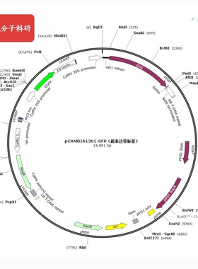 科研实验载体，pcambia1301-GFP，超表达，GFP