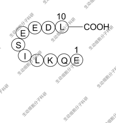 APExBIO c-Myc tag Peptide，c-Myc标签肽,也即EQKLISEEDL肽,多肽
