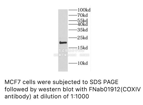 内参抗体FineTest未标记一抗 COX4I1抗体 ELISA,WB,IHC,IF,IP,FC