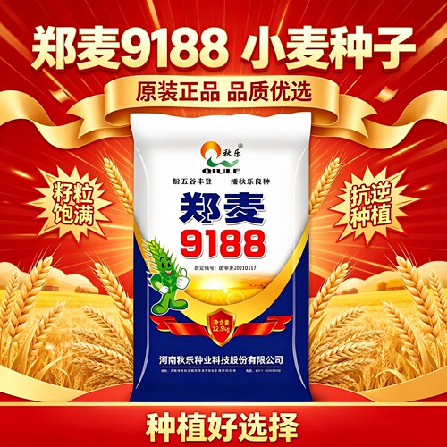 秋乐郑麦9188高产小麦种子抗倒伏抗冻抗病耐高温超矮精选留种正品