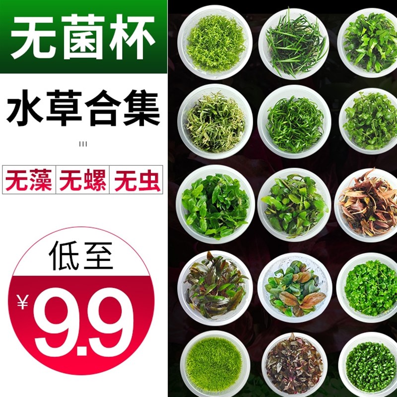 无菌杯前景水草天胡荽迷你牛毛矮珍珠血心兰叉柱花绿温蒂鱼缸造景