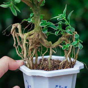 开花小盆栽树桩造型金边提根六月雪盆景悬崖微型办公桌面室内香白