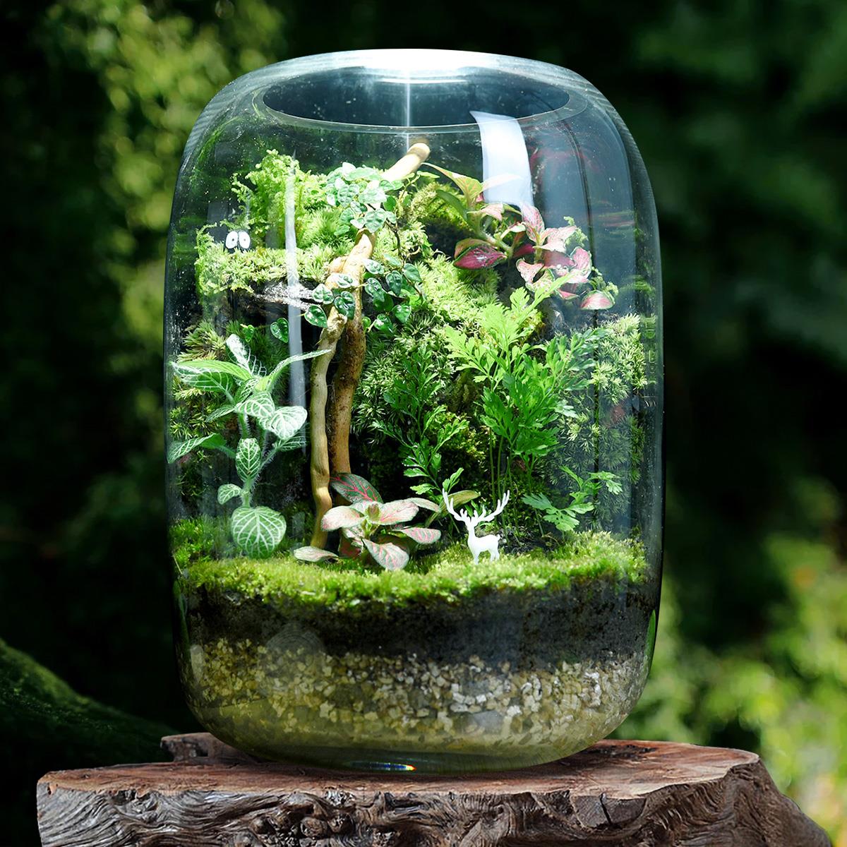 创意苔藓微景观生态瓶生态缸雨林造景绿植盆栽迷你植物小摆件成品