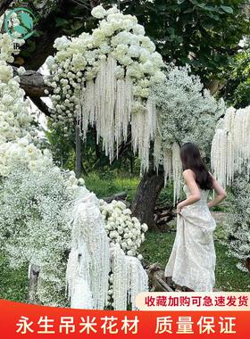 永生吊米花柔丽丝婚庆软装布置美陈设计手捧花垂吊型线条干花花材