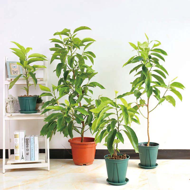 嫁接白兰花苗盆栽黄兰花树苗黄兰苗浓香阳台庭院绿植花期长易活