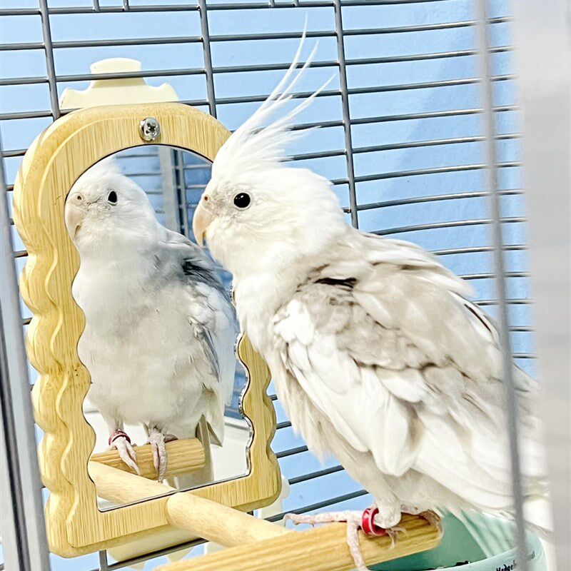 刺星球鹦鹉镜子楠竹加厚自然挂笼镜虎皮牡丹玄凤镜子木站杆鸟笼,宠物/宠物食品及用品,鸟玩具,淘宝优惠券,粉丝福利购,淘宝优惠卷