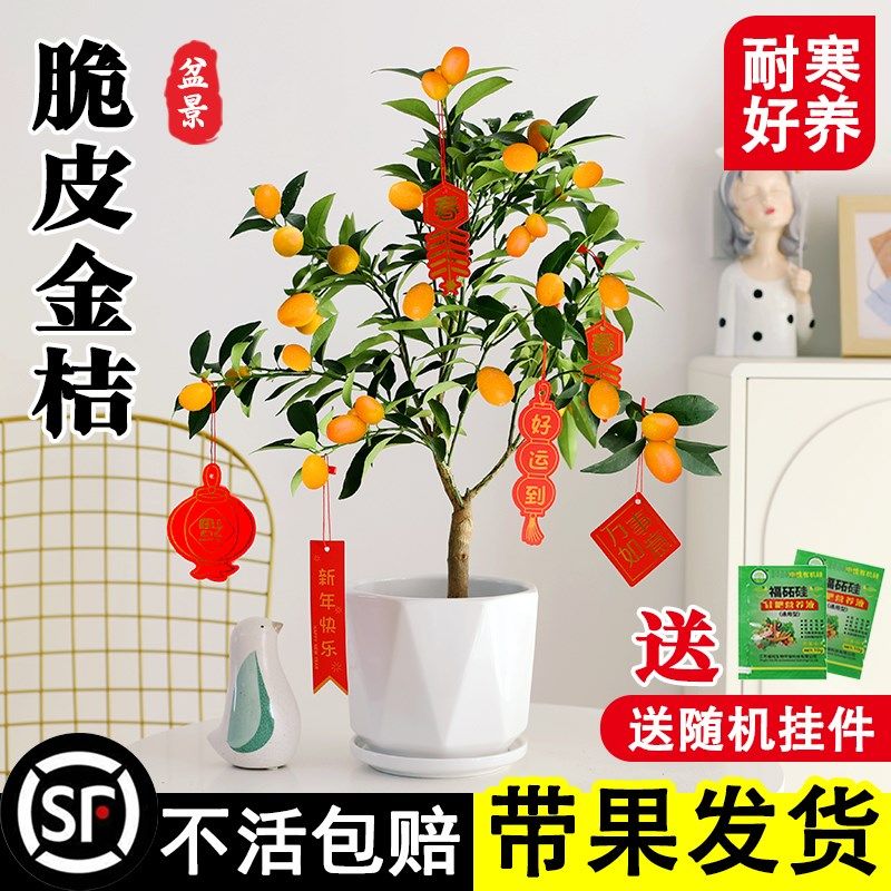 金桔盆栽带果可食用脆皮四季橘子树苗客厅室内办公室年宵花卉绿植,鲜花速递/花卉仿真/绿植园艺,绿植,淘宝优惠券,粉丝福利购,淘宝优惠卷