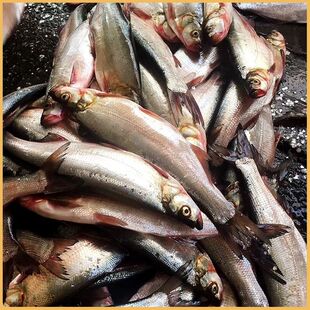 野生丹水江库翘嘴鱼鲜刁子鱼大白条水库产大白刁鱼冷冻发货