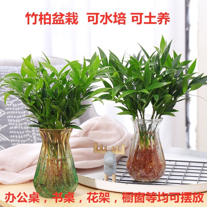 新疆包邮10棵竹柏水培植物室内桌面盆栽绿植花卉四季常青