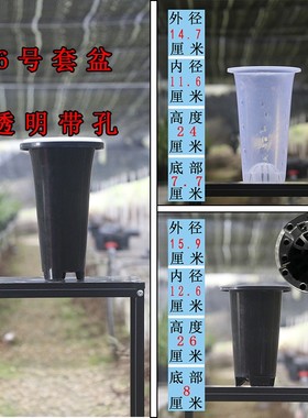 兰花套原盆 白色带侧孔黑色无侧孔可视化兰场专用盆塑料透气滤水