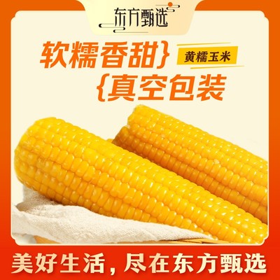 东方甄选自营黄糯玉米真空包装软糯玉米苞米营养早餐8根1.6kg/箱