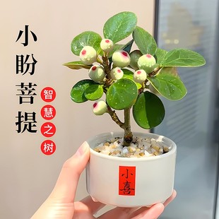 小盼菩提绿植盆栽带果子盆景菩提树陶瓷花盆中式禅意桌面摆件好养