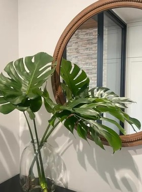 老桩龟背竹摆件北欧风大叶客厅鲜切水培室内水培摆件